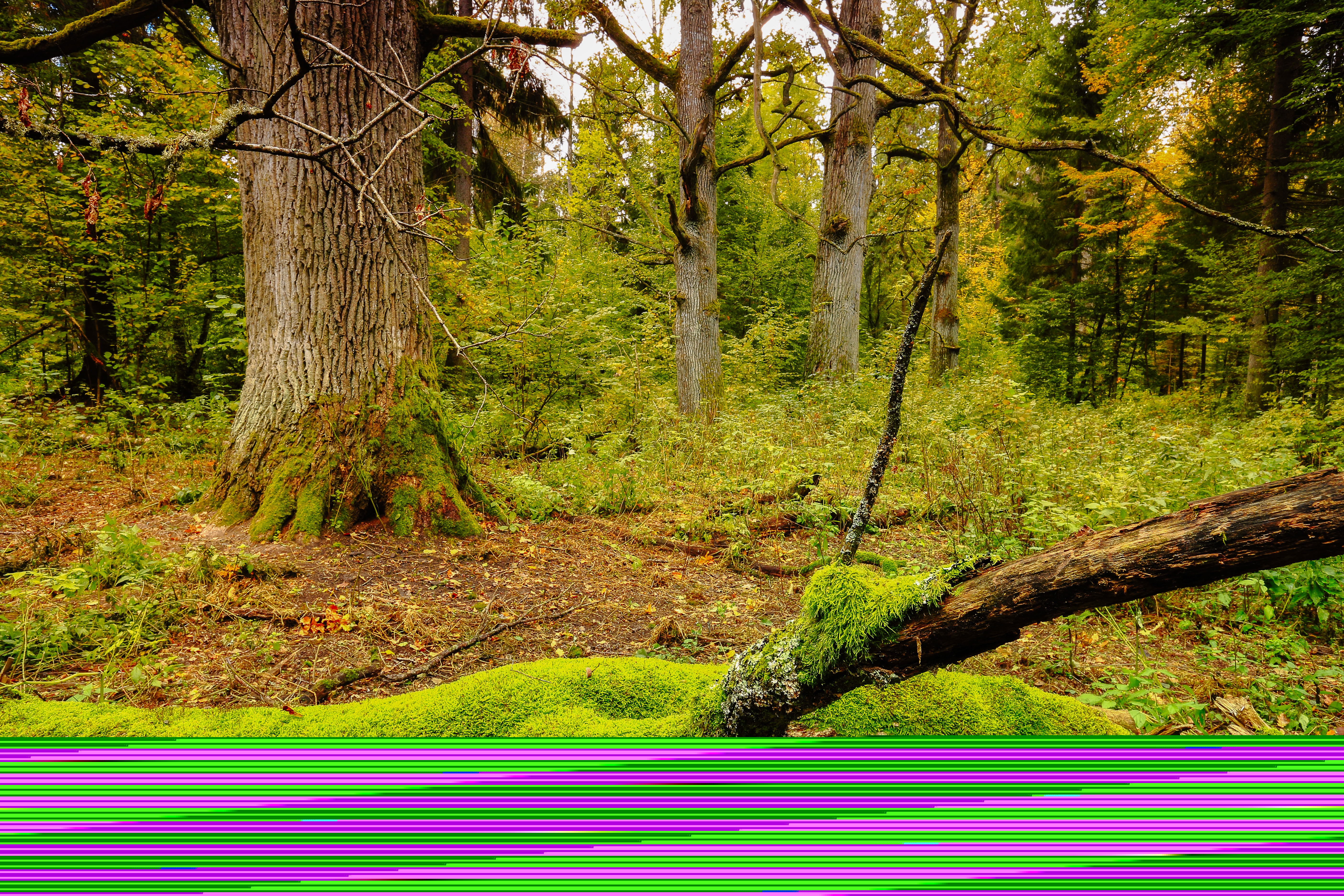 Fot. januszlipinski / stock.adobe.com